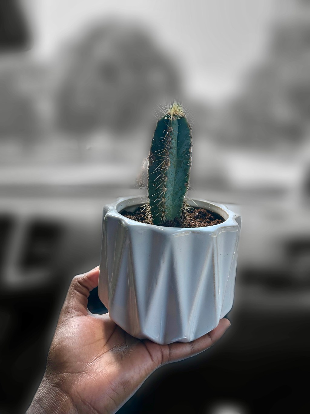 Growth Lessons From My&nbsp;Cactus